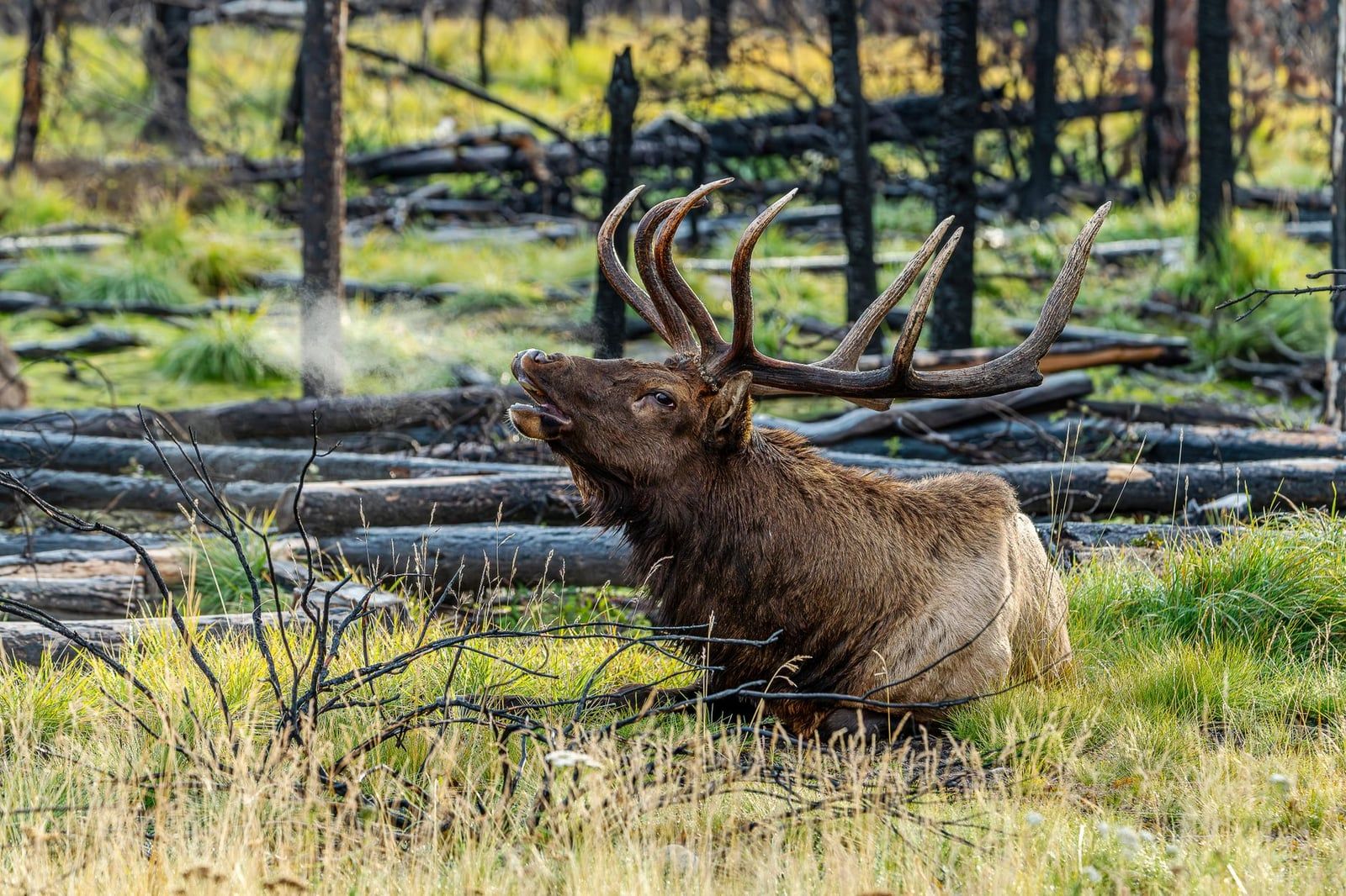 A large bull elk bugles while resting in a forest clearing in Jasper National Park.