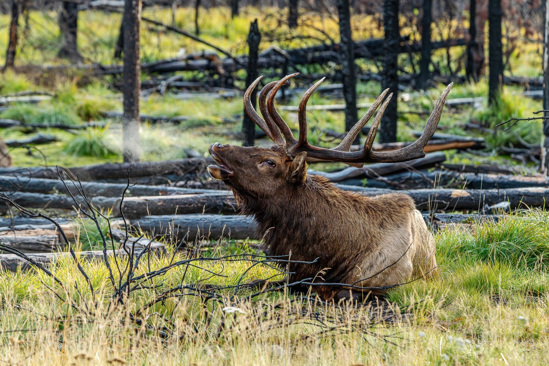 Ein Wapiti-Hirsch mit großem Geweih ruht auf dem Gras zwischen liegenden Baumstämmen im Jasper-Nationalpark.