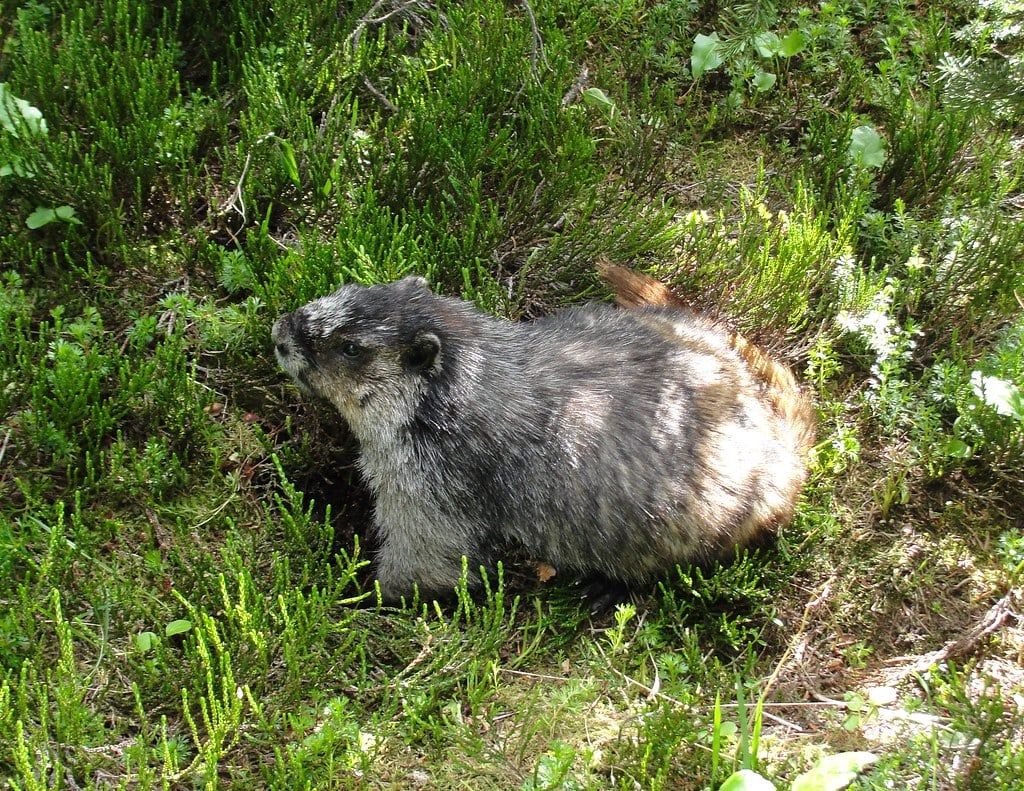 A hoary marmot rests among low green shrubs in Jasper National Park.