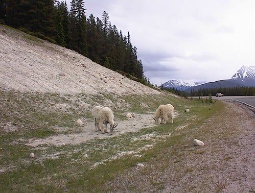 Mountain goats graze along the gravel shoulder of the Icefields Parkway in Jasper National Park against a backdrop of distant mountains.