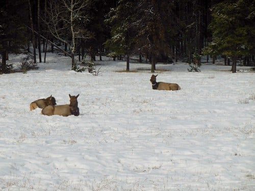 Three elk rest in a snow-covered field bordered by evergreens in Jasper National Park.