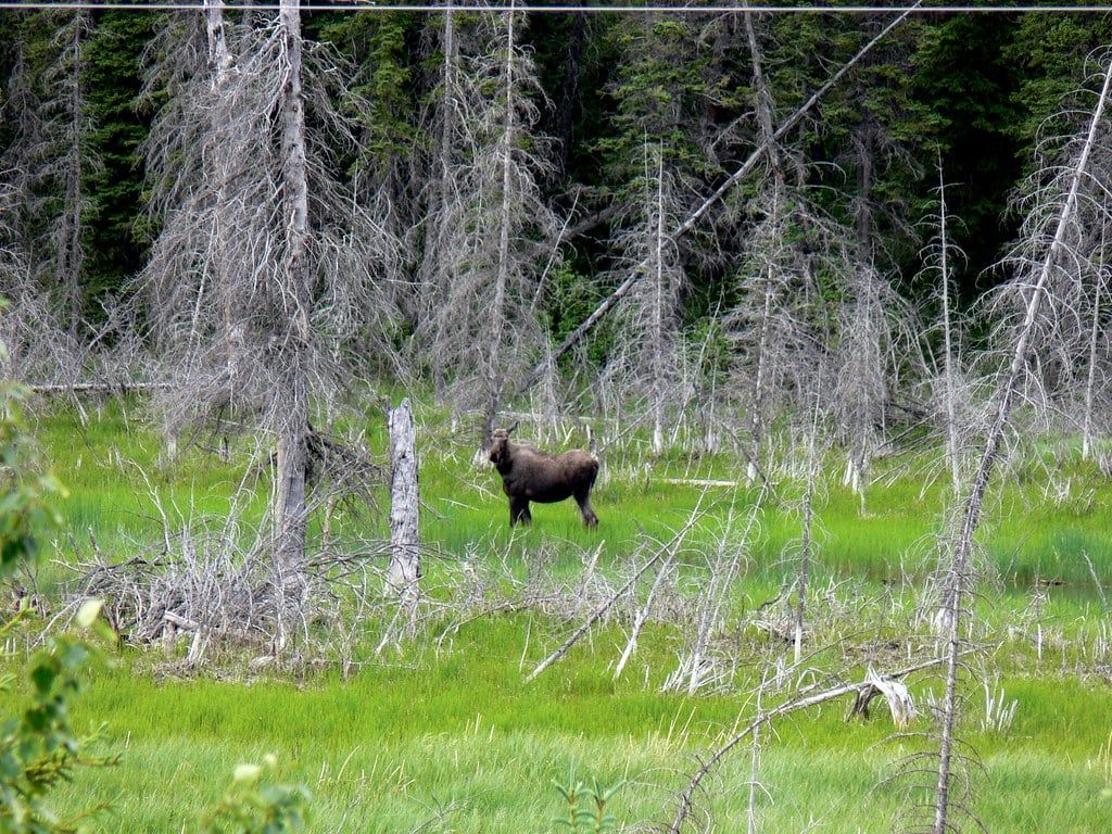 A moose stands in a grassy wetland surrounded by weathered spruce trees in Jasper National Park.