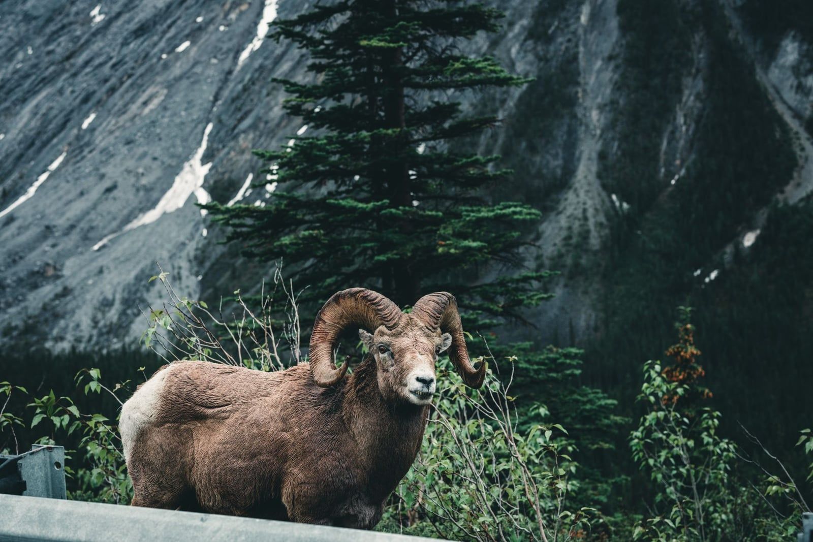 A bighorn sheep ram stands behind a roadside barrier against a steep, forested mountain slope in Jasper National Park.