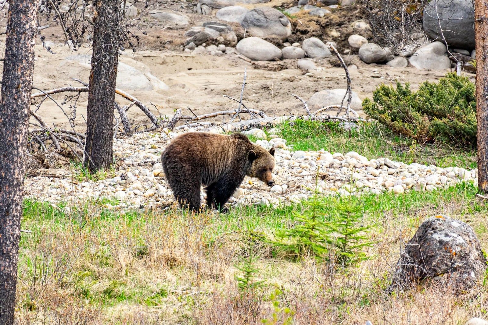 A grizzly bear walks across a grassy, rocky hillside framed by trees in Jasper National Park.
